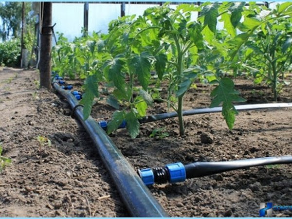 Netafim irrigation